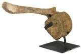 9.8" Hadrosaur (Edmontosaur) Caudal Vertebra - Montana - #129423-2